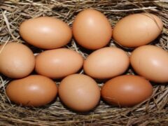 eggs-production-in-laying-birds